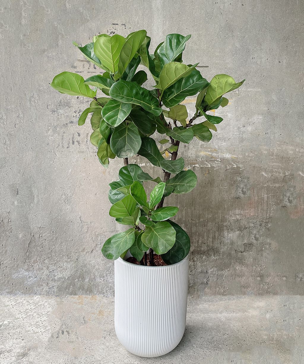 琴葉榕 Ｗ50xH140