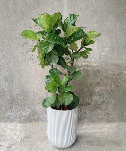 琴葉榕 Ｗ50xH140