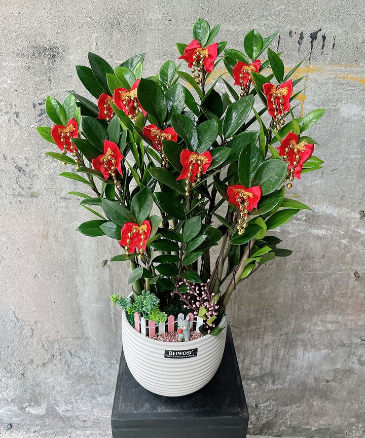 金錢樹 W30xH60