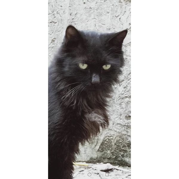 【手作客製化】照片訂製  來圖訂製 手工打造 925銀 戒指 尾戒 貓貓 狗狗 孩子 手鍊 手環 紀念物｜嗨寶好選物