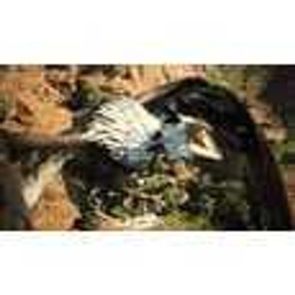 Steam Dragons Dogma 2 龍族教義2｜遊戲成品號 PC 數位遊戲｜嗨寶好選物