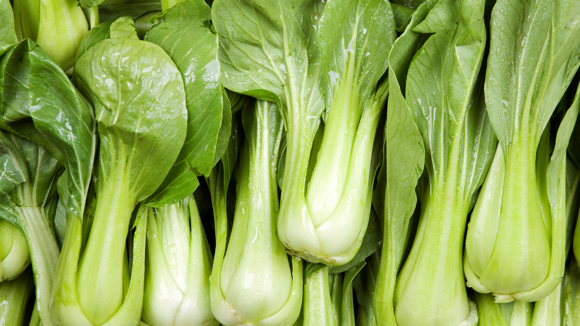 Bok Choy