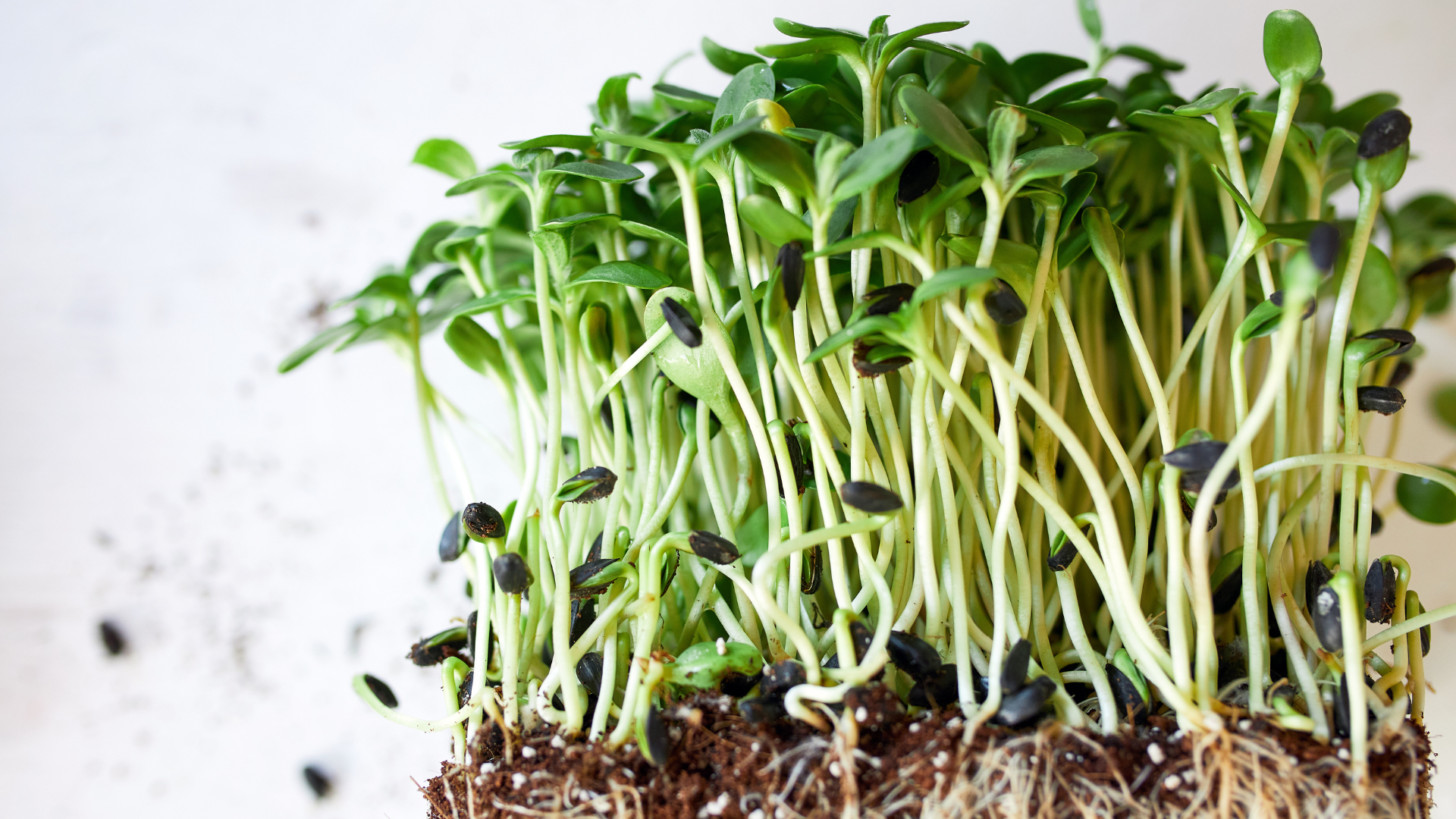 Broccoli Sprout