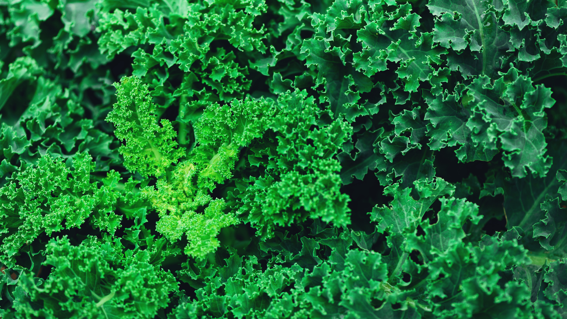 Kale