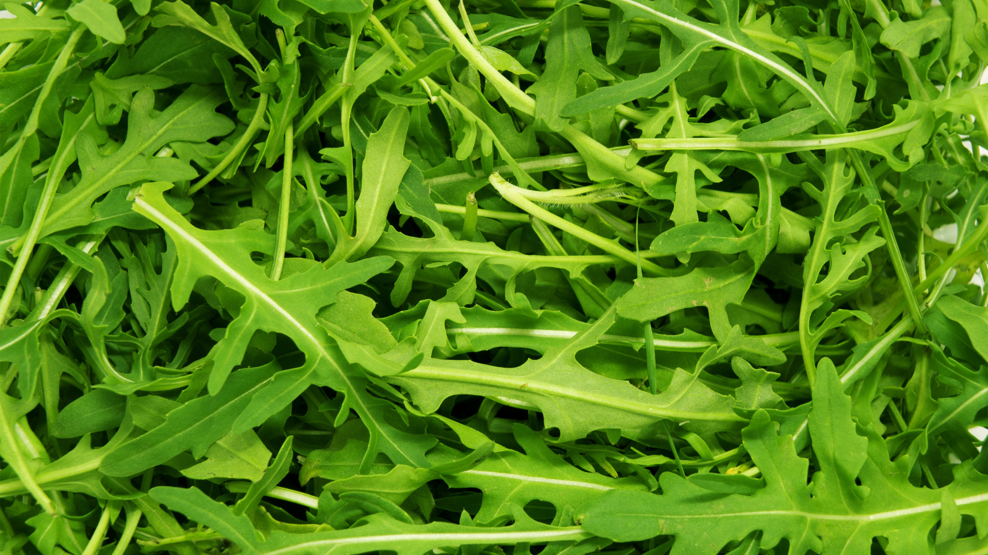 Arugula