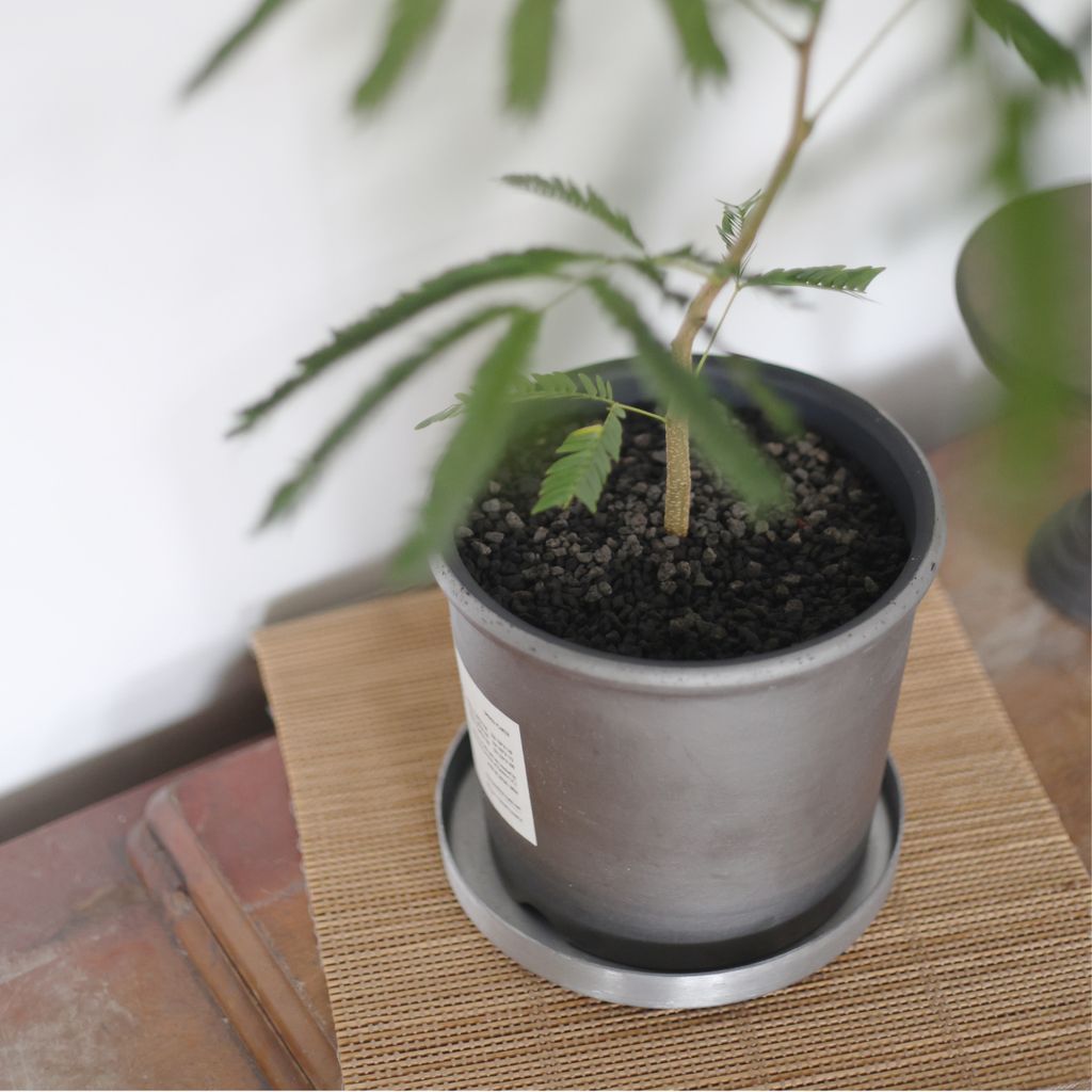 hinodeya-straightpot-02