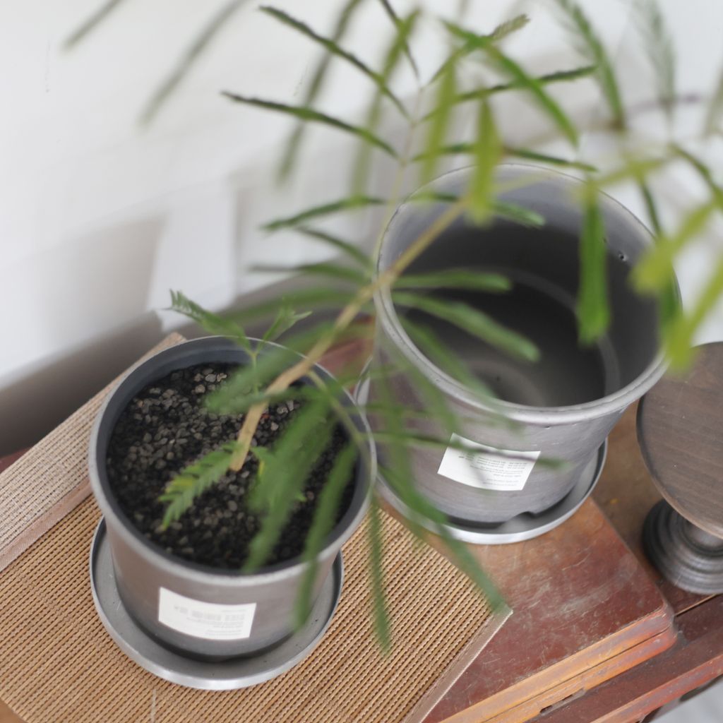 hinodeya-straightpot-03