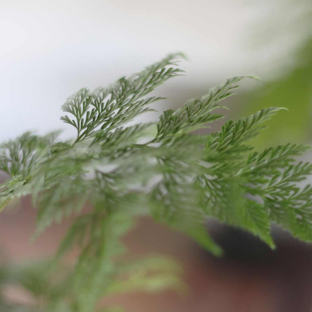 Davallia-fejeensis-01
