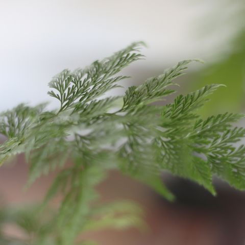 Davallia-fejeensis-01
