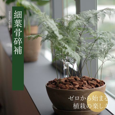 Davallia-fejeensis-main