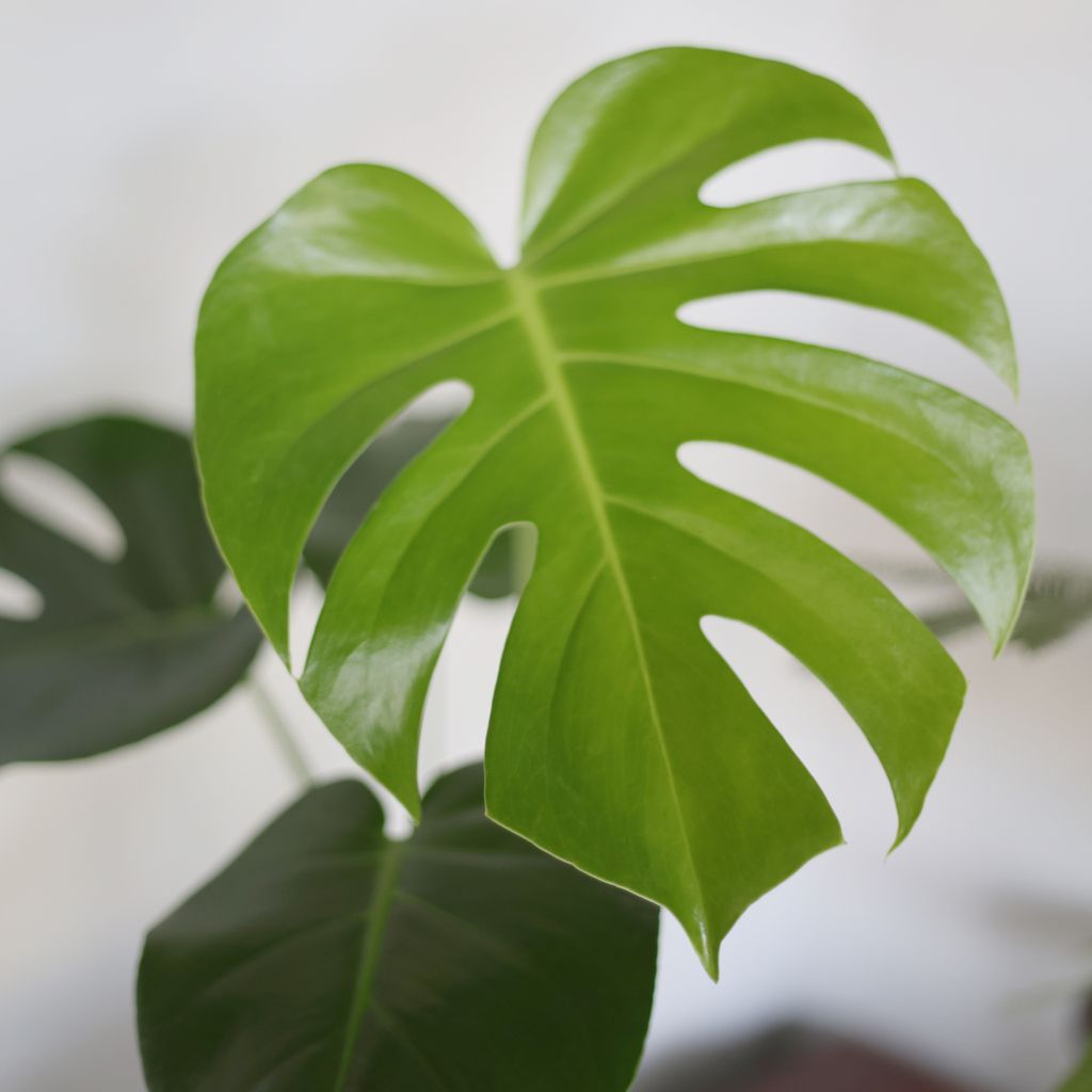 Monstera-deliciosa-02