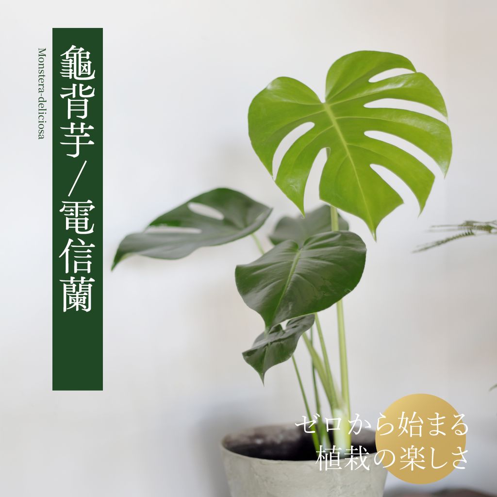 Monstera-deliciosa-main