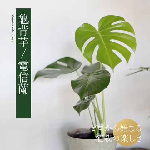 Monstera-deliciosa-main