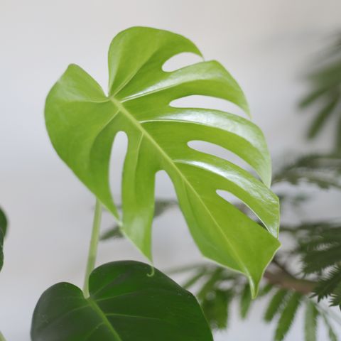 Monstera-deliciosa-01