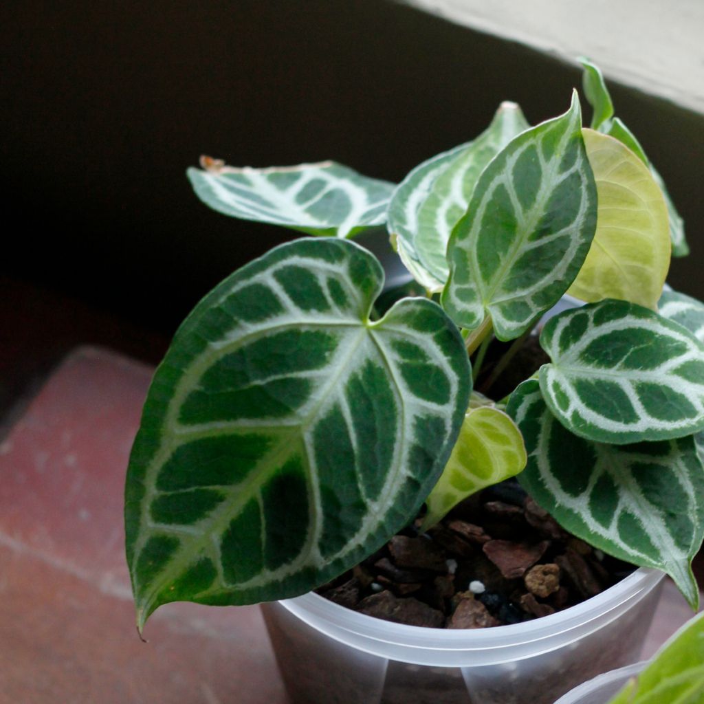 tw-11134207-7quky-lgloe2e653xmfd