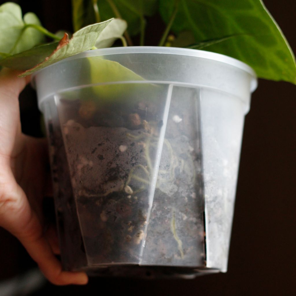 tw-11134207-7qul7-lgloe2e66ii298