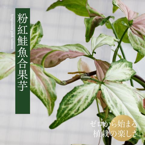 tw-11134207-7r98o-lkox2cr7mjwg2d