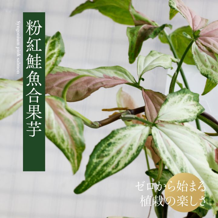 tw-11134207-7r98o-lkox2cr7mjwg2d