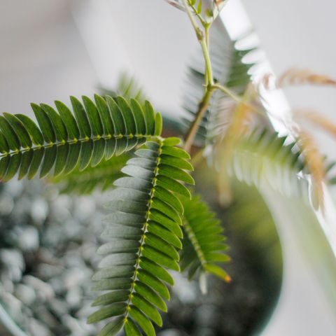 1280x1280小豆樹-03