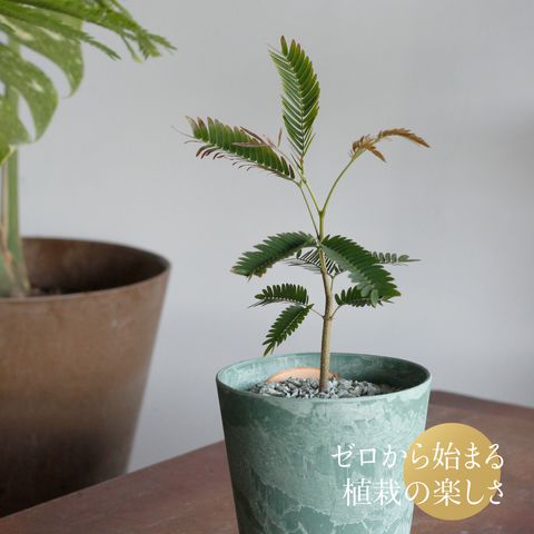 1280x1280小豆樹-05