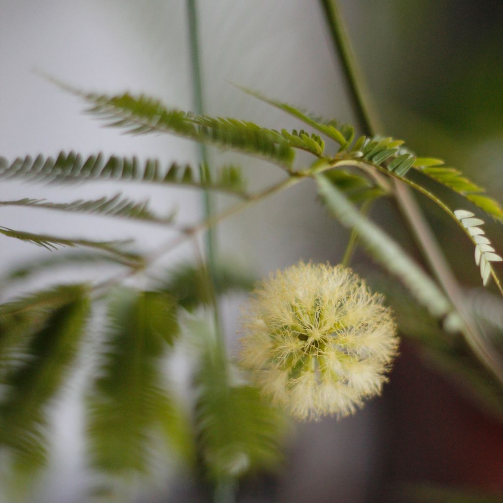 1280x1280小豆樹-04