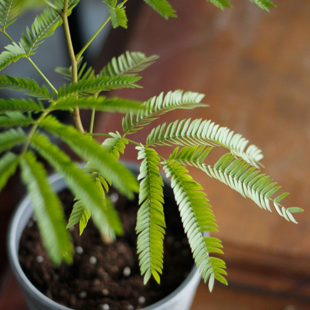 1280x1280小豆樹-02