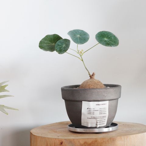 1280x1280日本熏製陶盆-03