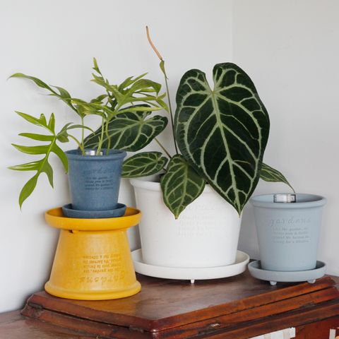 1280x1280日本hachiman環保盆_工作區域 1 複本