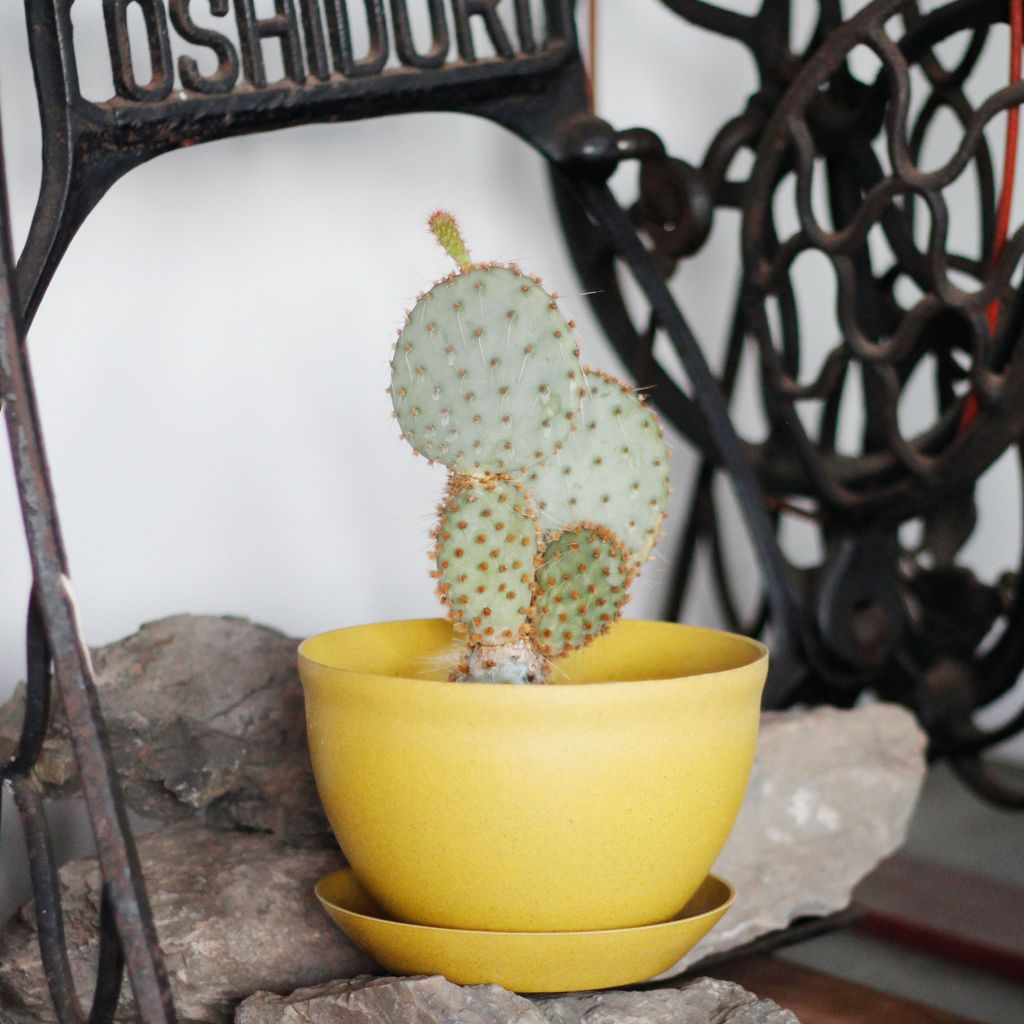 1280x1280植物纖維盆-02