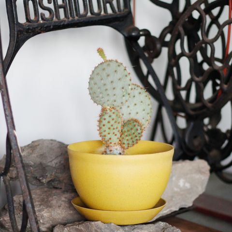 1280x1280植物纖維盆-02