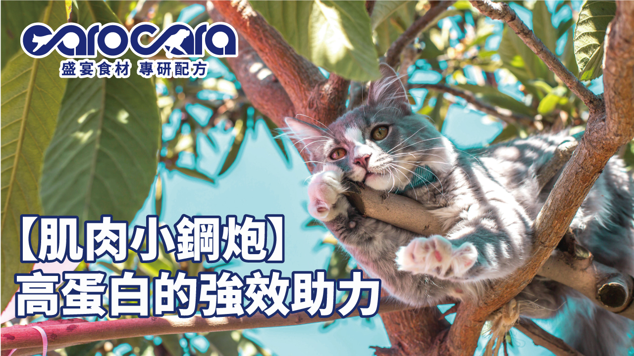 carocara-臭味滾文章2-2