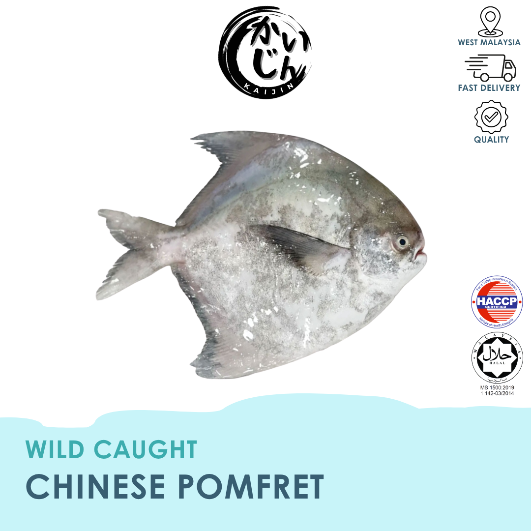 CHINESE POMFRET