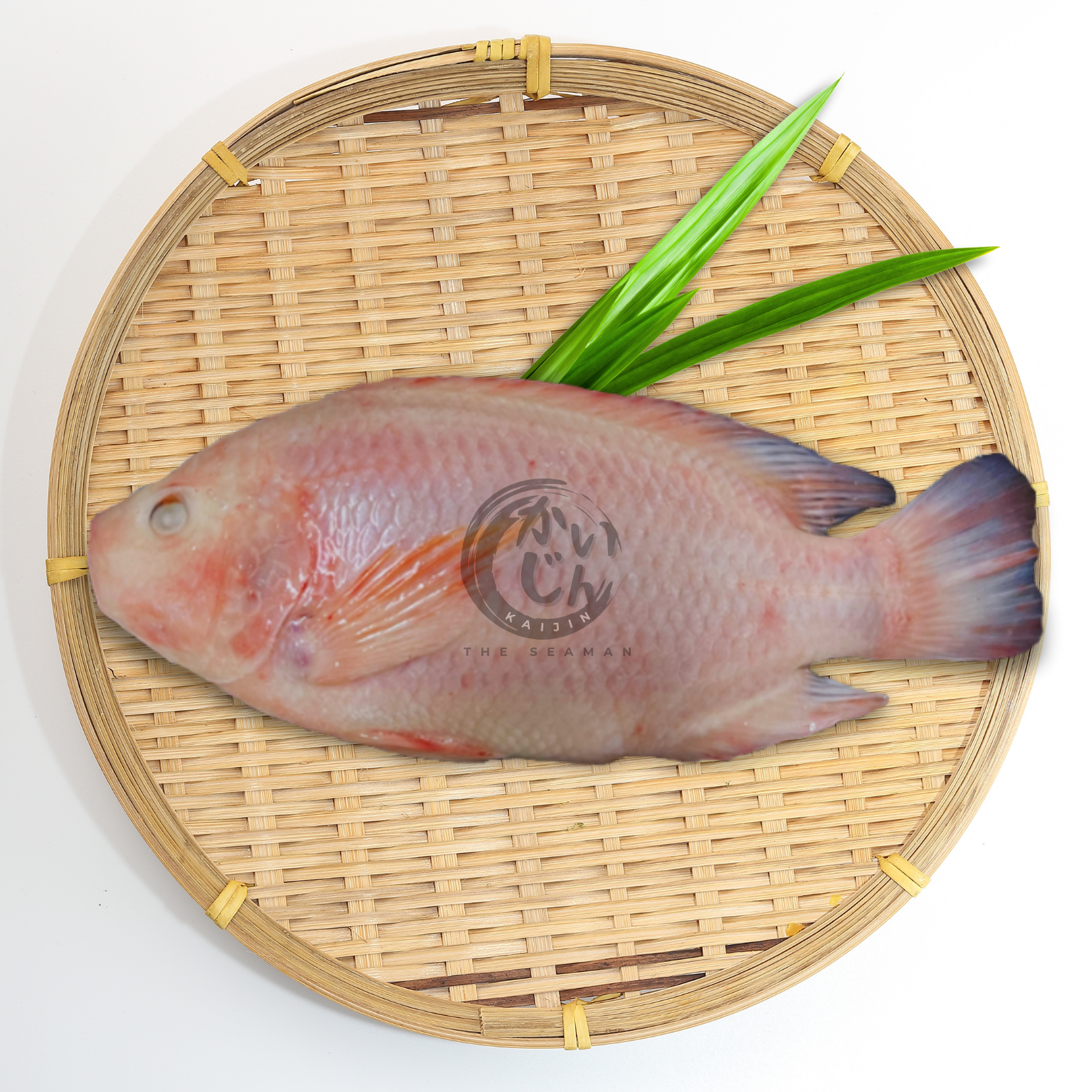 Red Tilapia Plating