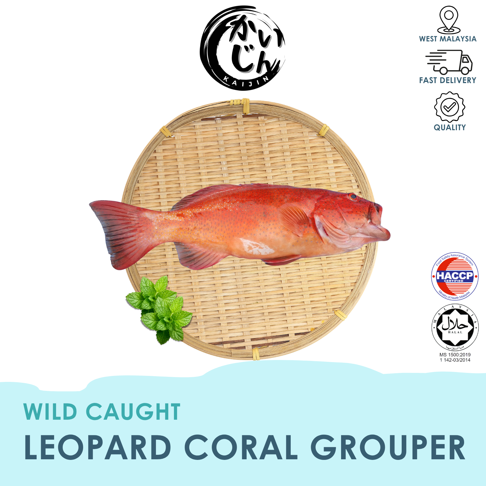 Leopard Coral Grouper
