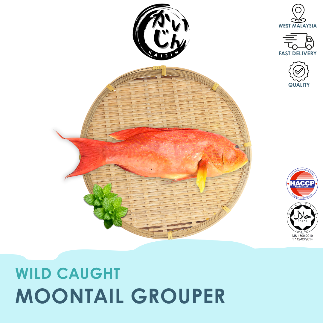 Moontail Grouper