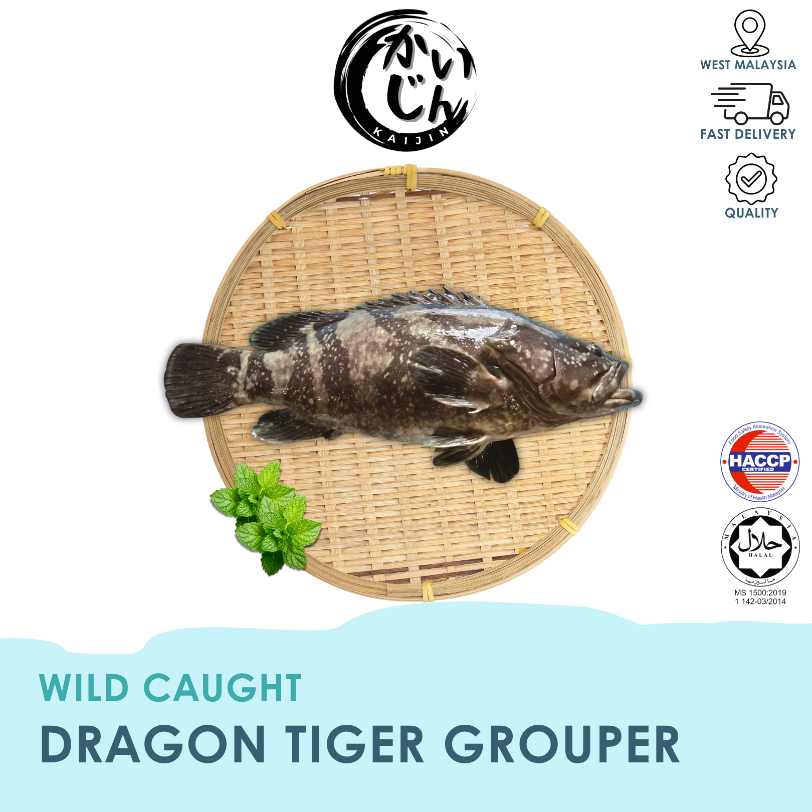 Dragon Tiger Grouper