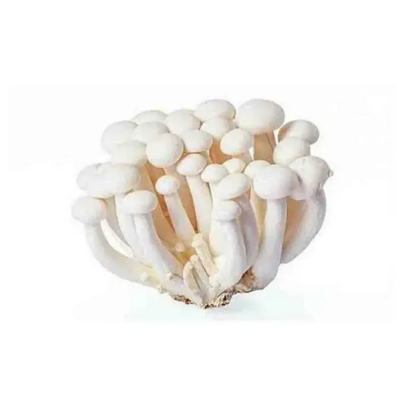 white bunapi