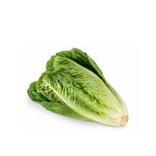 Romaine Lettuce 2