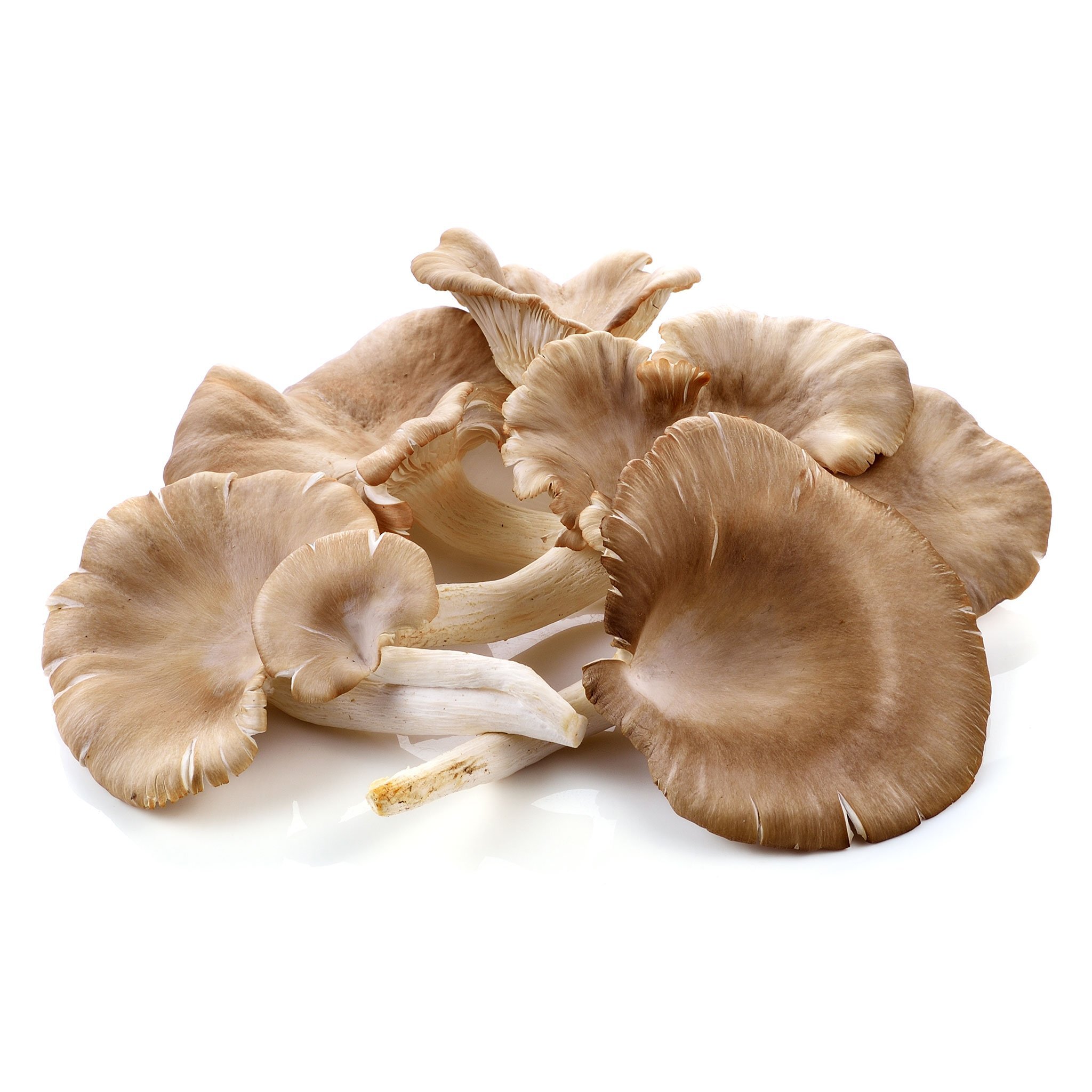 Grey oYSTER MUSHROOM
