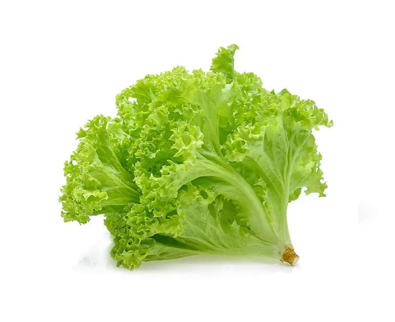 lettuce-green-coral