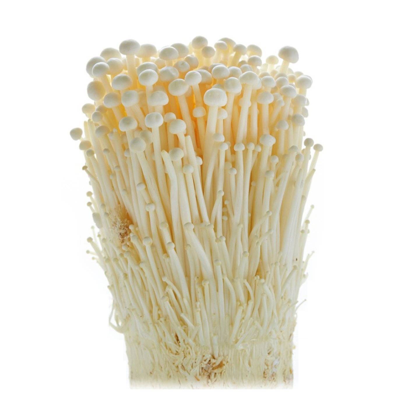 enokimushroom_1400x-1400x1400