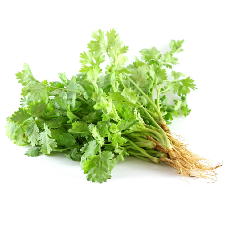 daun ketumbar