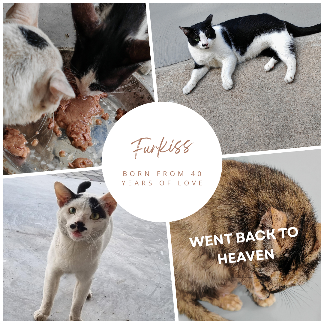 FurKiss: A Brand Born from 40 years of Love