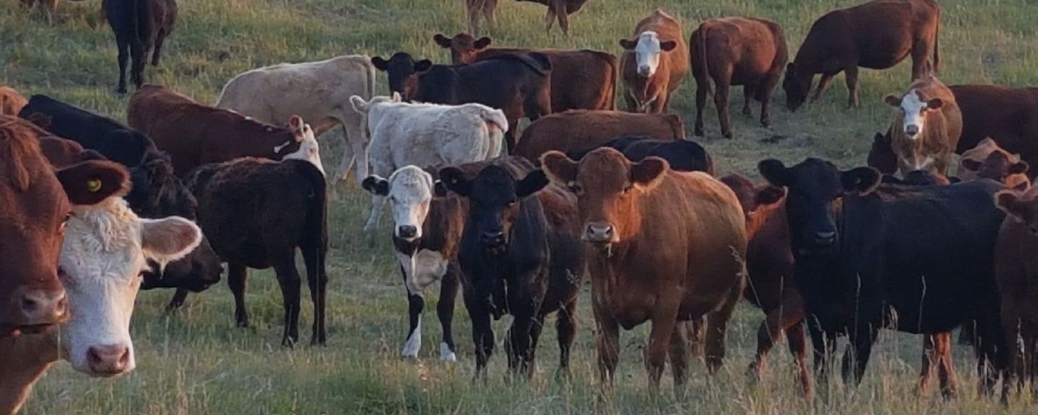 Lento a observation - 