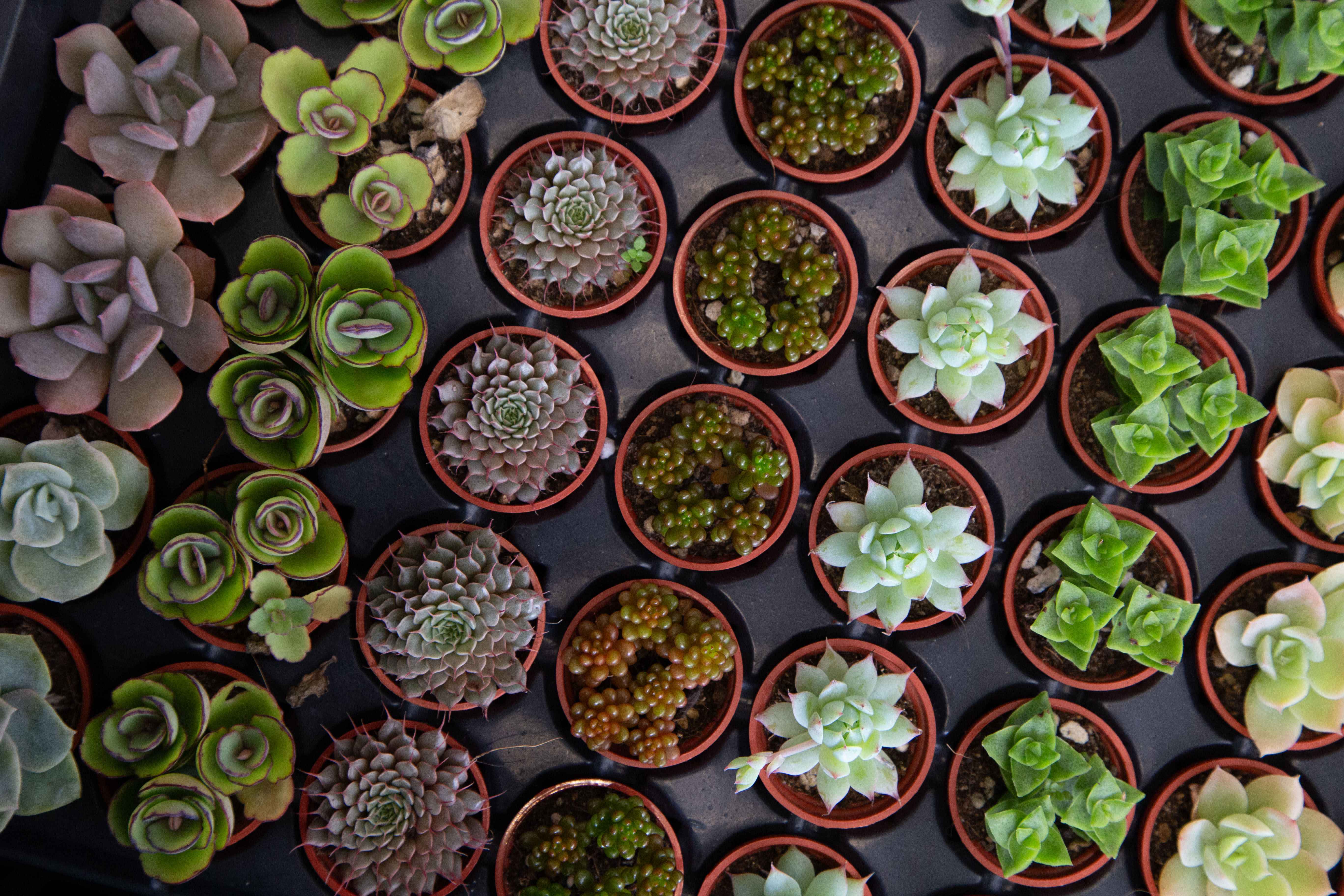 【限時活動】植春樹打卡送多肉，還能享滿300現折50！