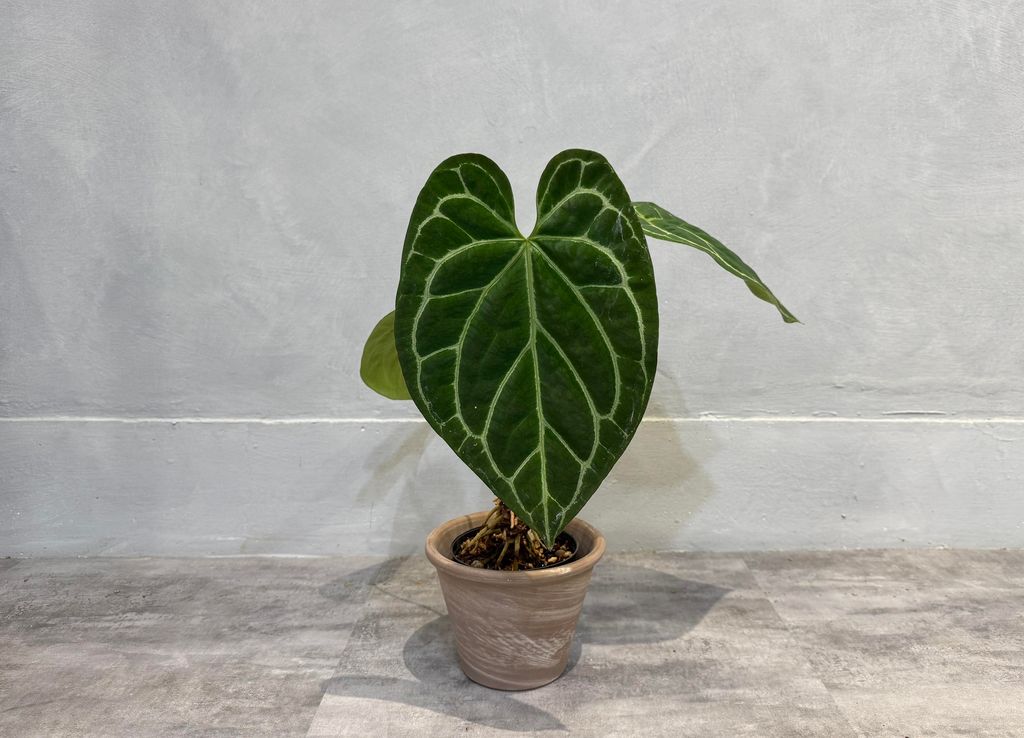 IMG_2755.jpgCCCCCCCCCC