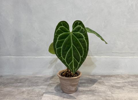 IMG_2755.jpgCCCCCCCCCC