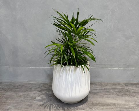 IMG_2757.jpgCCCCCCCC