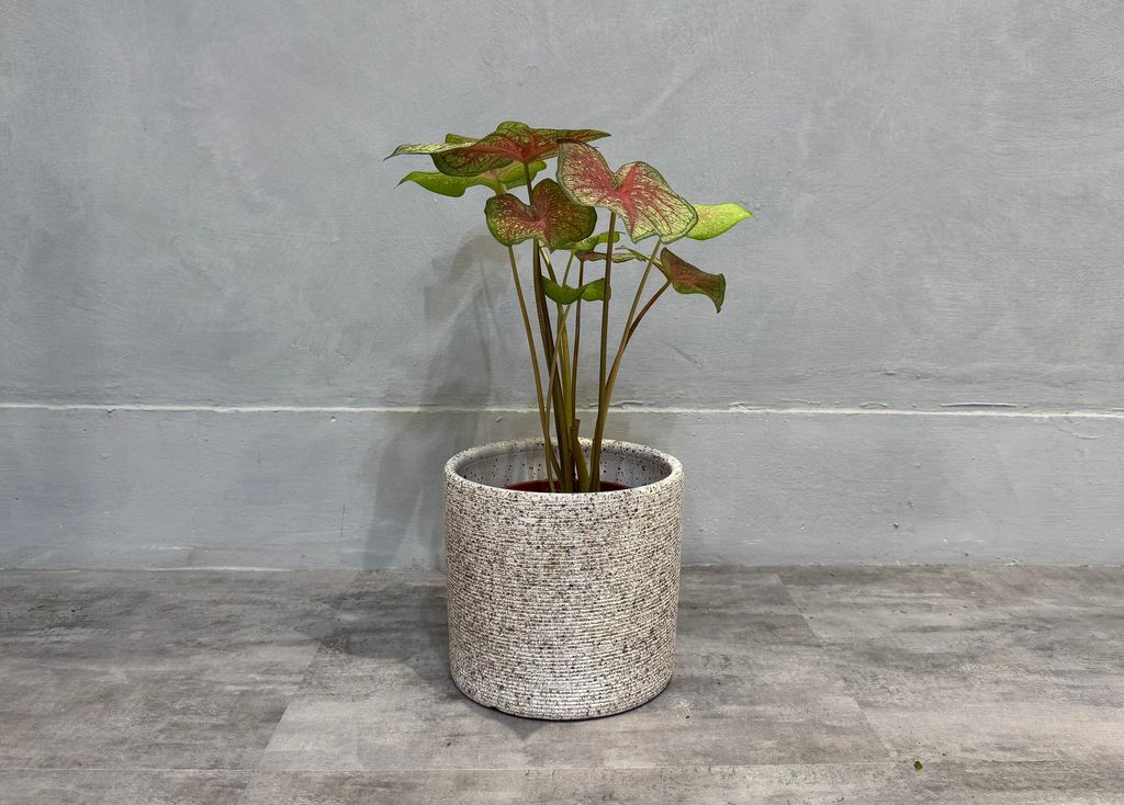 IMG_2766.jpgCCCCCCCC