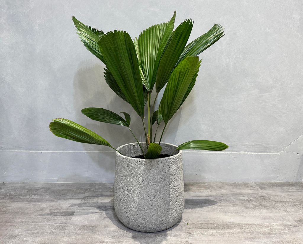 IMG_2747.jpgCCCCCCCCCCCCCCCCC